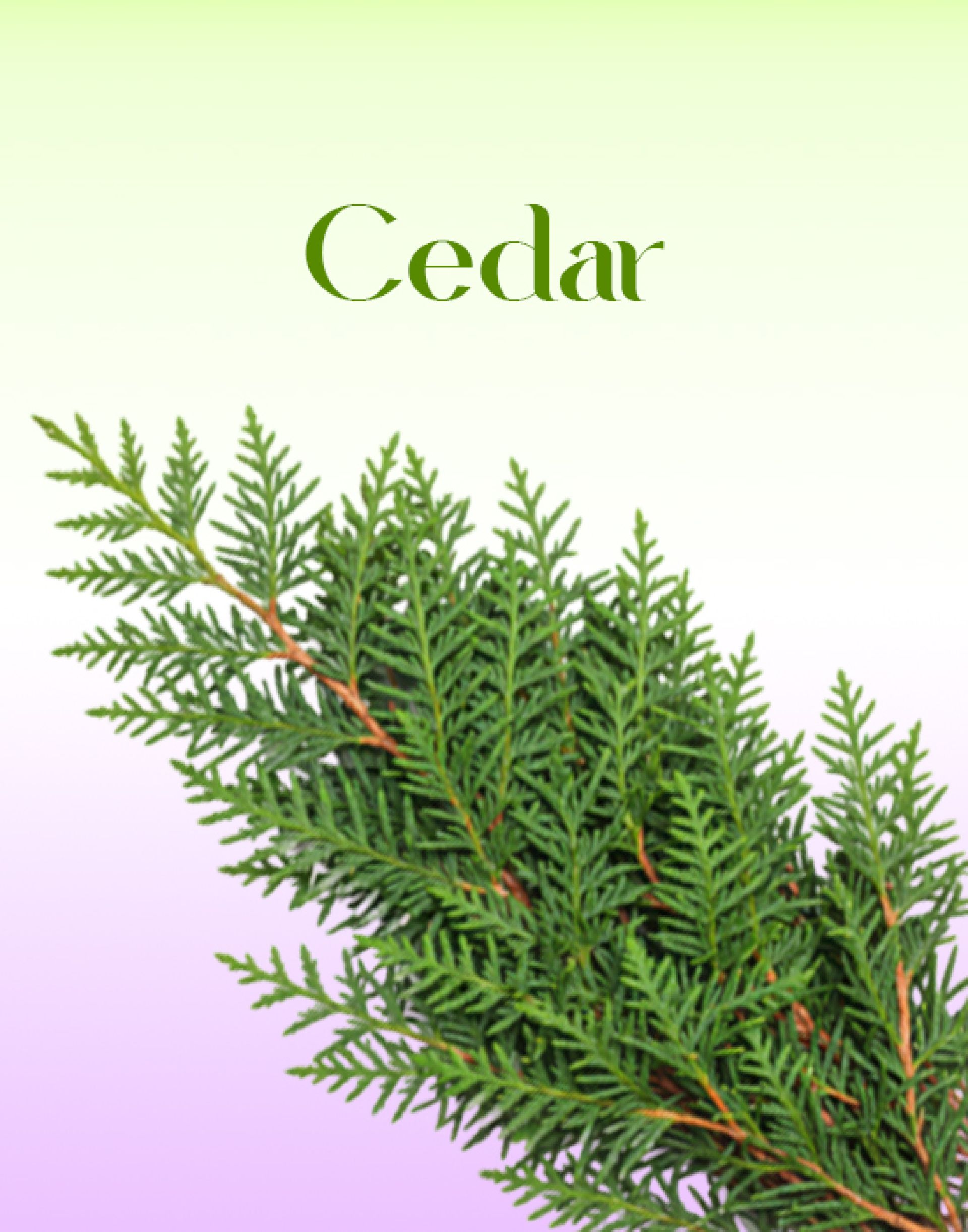 Cedar Herbs